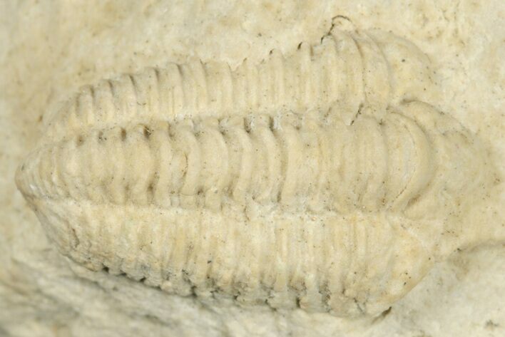 Calymene Celebra Trilobite - Ohio #188859